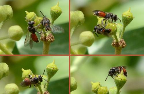 Sphecodes sp.